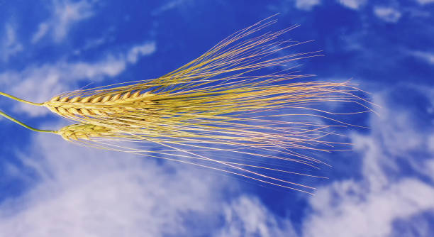 istock barley grain cock on a sky background 1809252515