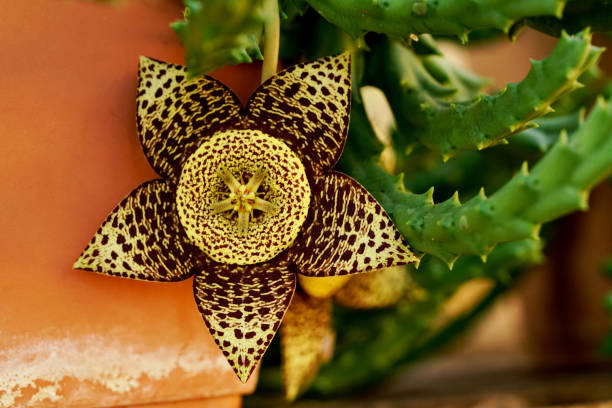 carrion cactus, flower, decoration, nature, star, plant, holiday, gold, leaves, leaf, ornament, pattern, xmas, green, design stock photo