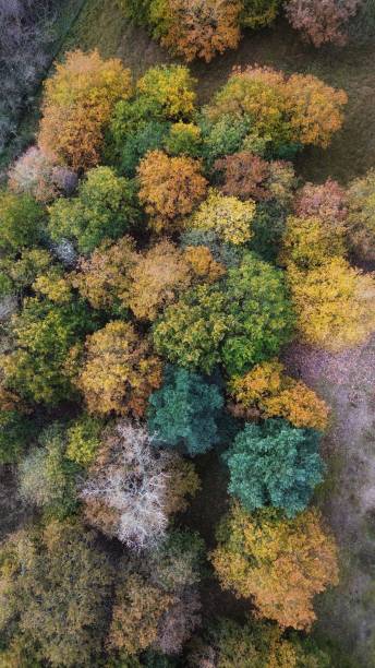 istock Aerial view of colourful trees 1809252545
