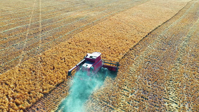 Drone, tractor and driving for harvest on farm in countryside for agribusiness, crops or plants. Aerial view, machinery and wheat field for production, industry and transport for landscaping on ranch