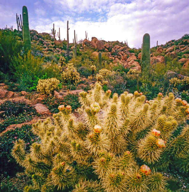 istock Mojave desert, California 1809256043