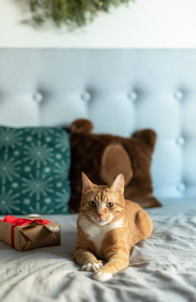 istock Ginger Cat Christmas Decoration Decor New Year Party 1809259967