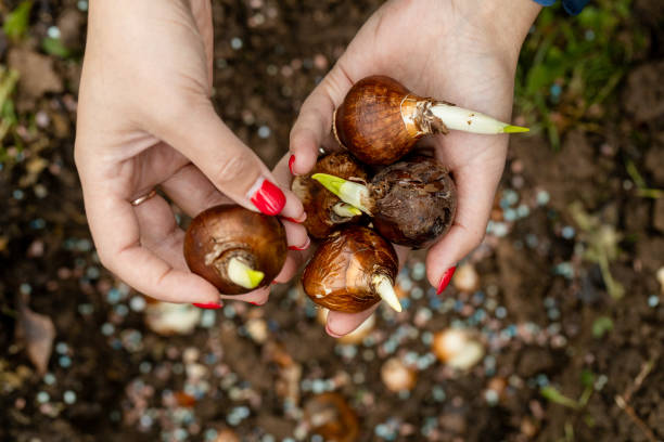 istock hands holding daffodil bulbs before planting in the ground 1809260495