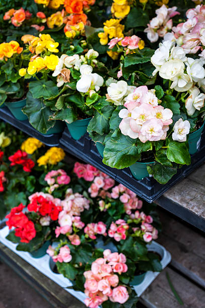 花で販売しているナーセリーに立ち寄り - 一年生植物 ストックフォトと画像