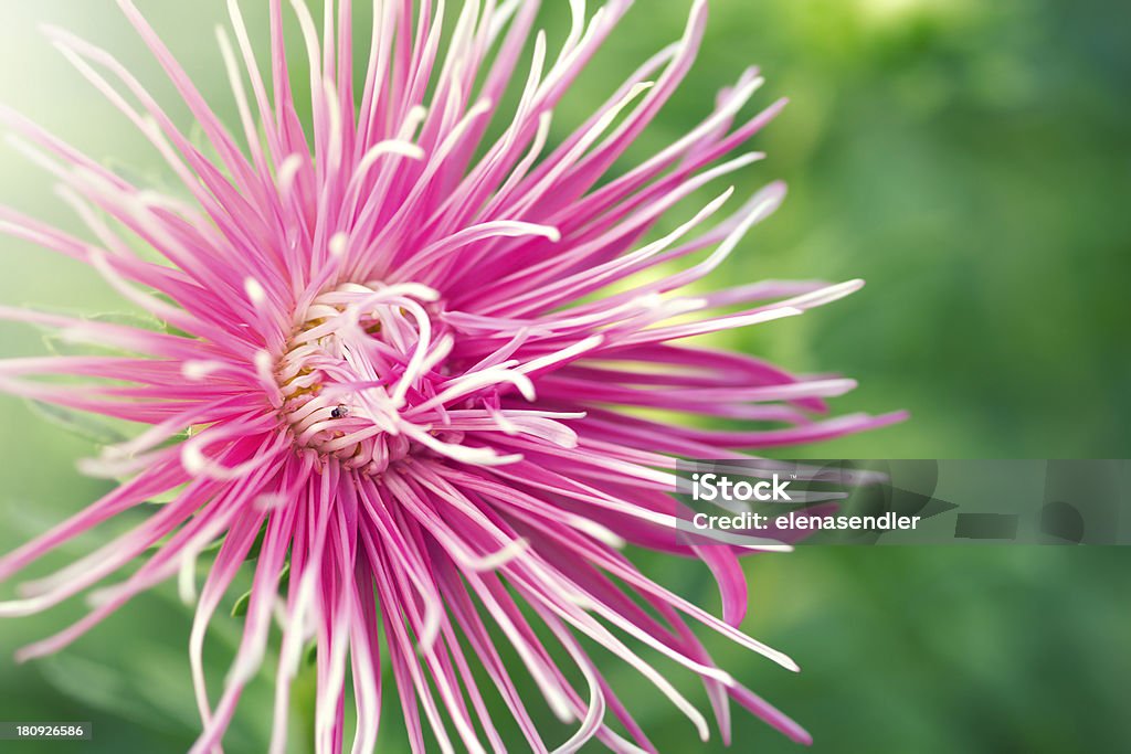 Pink Aster Blüte - Lizenzfrei Sommeraster Stock-Foto