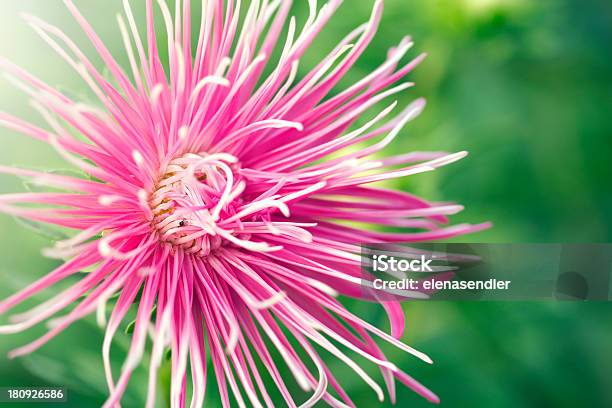 Pink Aster Blüte Stockfoto und mehr Bilder von Sommeraster - Sommeraster, Aster, August