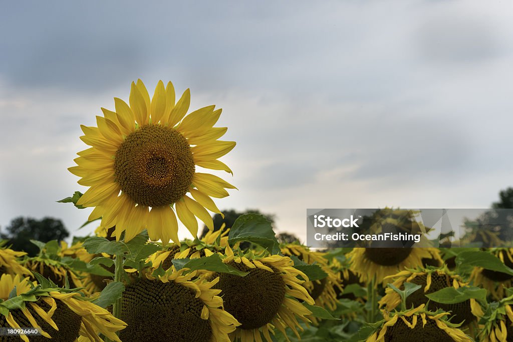 sunflowe - Lizenzfrei Bildhintergrund Stock-Foto