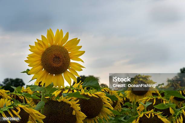 Sunflowe 0명에 대한 스톡 사진 및 기타 이미지 - 0명, 경관, 구름