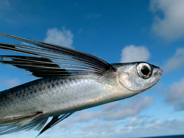 pesce volante - pesce volante immagine foto e immagini stock