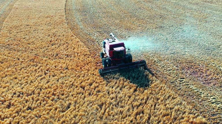 Wheat, sustainability and a harvester driving on a farm in the countryside with crops from above. Agriculture, industry or growth with a farming vehicle riding on a field for eco friendly cultivation