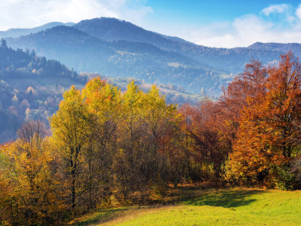 istock trees in colorful foliage on the grassy hill 1809271375