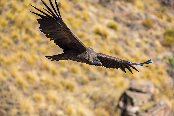 istock Flying condor over Colca canyon,Peru,South America 180927344