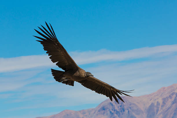 istock Flying condor over Colca canyon,Peru,South America. 180927352