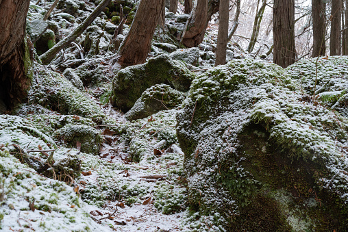 snow piled up on moss