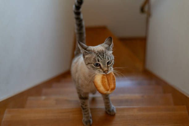 istock Cat running away with bread in its mouth 1809283472