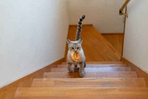 istock Cat running away with bread in its mouth 1809283485