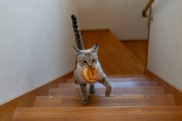 istock Cat running away with bread in its mouth 1809283494