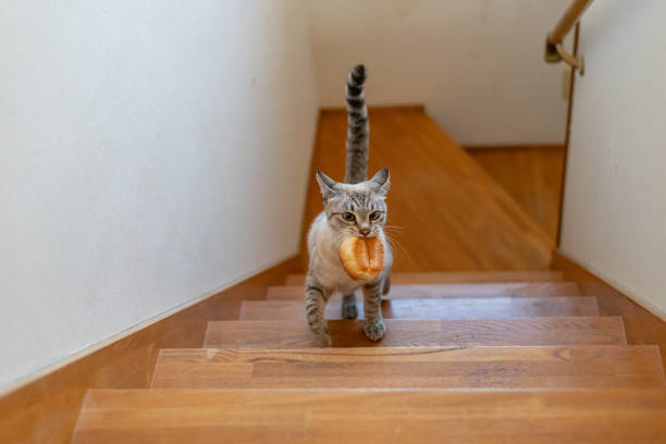 istock Cat running away with bread in its mouth 1809283865