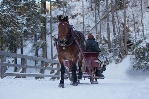 A horse pulling a sled with people through a snowy winter forest