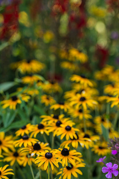 istock Rudbeckia hirta, black-eyed Susan 180928510