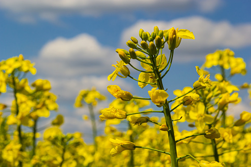 The rapeseed field blooms with bright yellow flowers on blue sky in Ukraine. Closeup.