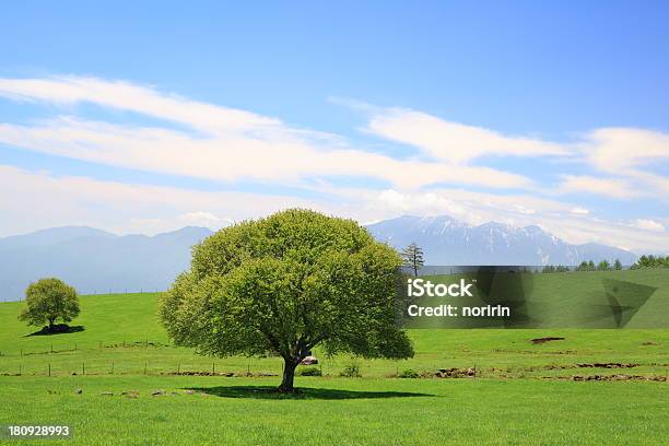 Zielone Drzewo W Łąka - zdjęcia stockowe i więcej obrazów Azja - Azja, Bez ludzi, Bezchmurne niebo