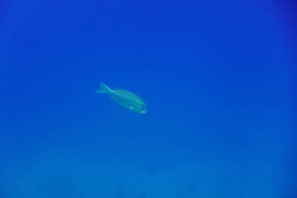 single silver fish in deep blue sea water