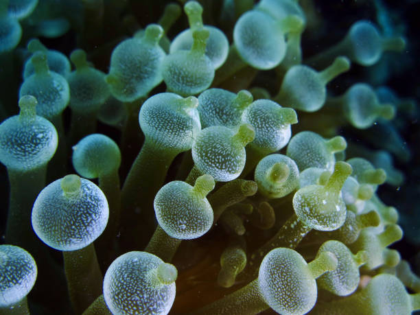 Macro close-up of corals underwater. The study of the underwater world. Background for screensaver. Texture. Interior decor. Snorkeling. Sea aquarium with exotic animals. Screen saver