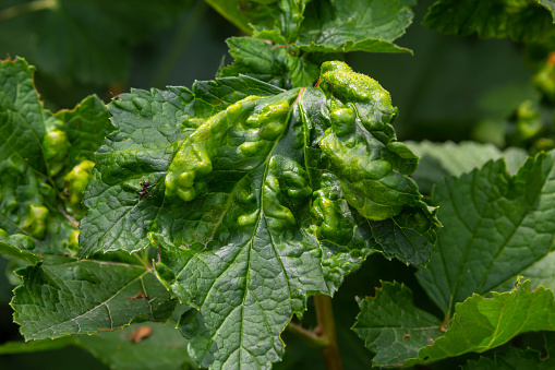 Disease of red and white currants, infection with Gallic aphids Anthracnose. Brown blisters on green leaves on the upper side.