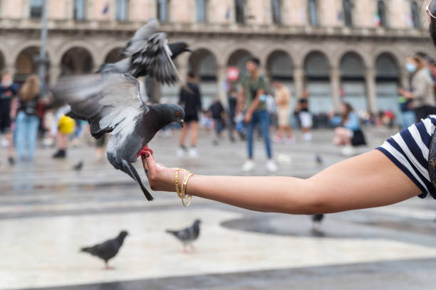 Cтоковое фото pigeon на руку