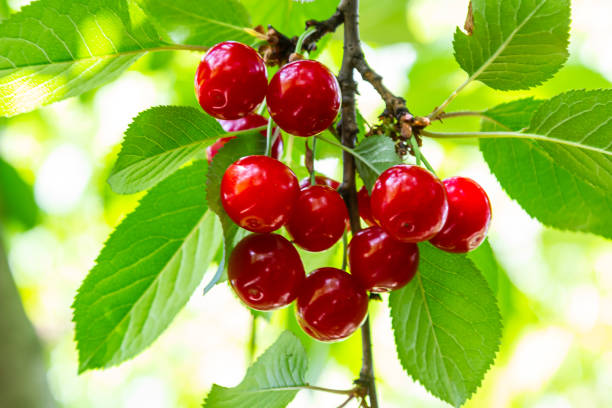 istock cherry tree branch with ripe large fruits 1809303743