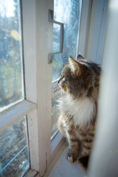 istock Home fluffy striped cat with a white breast 1809306490