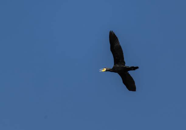 istock Great cormorant (Phalacrocorax carbo) soaring in the sky 1809306552