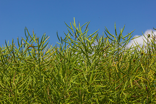 Rapeseed seed pods, close up Stems of rapeseed, Green Rapeseed field.