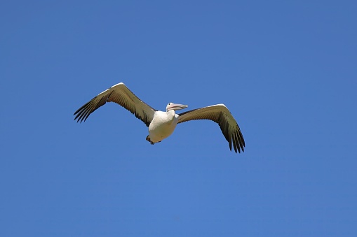 Australian pelicans in flight