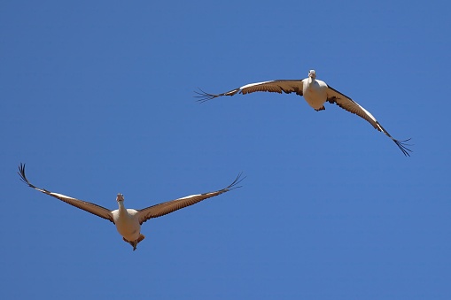 Great Egret (Ardea alba) flying in a Salt Marsh. Parker River National Wildlife Refuge, Massachusetts