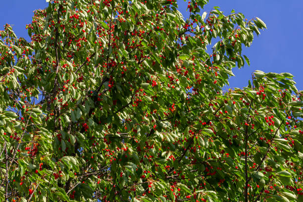 istock Cherry tree branch with ripe large fruits 1809307010
