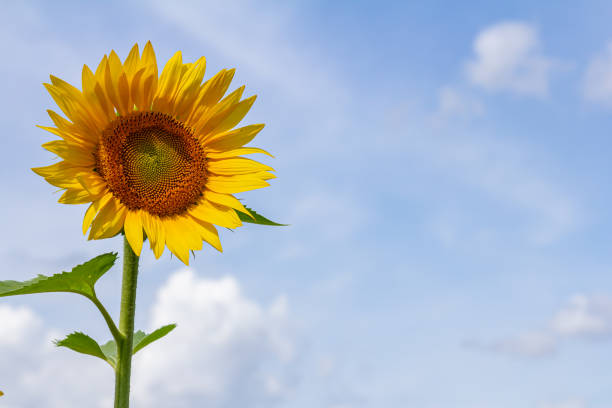 istock Yellow sunflowers bloom against a blue sky background 1809307130