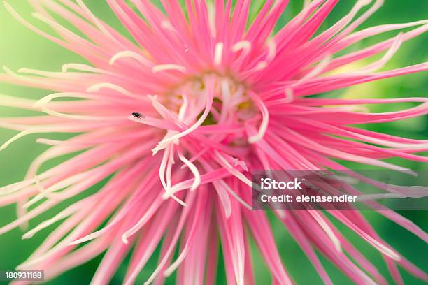 핑크 과꽃 아이리스입니다 8월에 대한 스톡 사진 및 기타 이미지 - 8월, 9월, Callistephus Chinensis