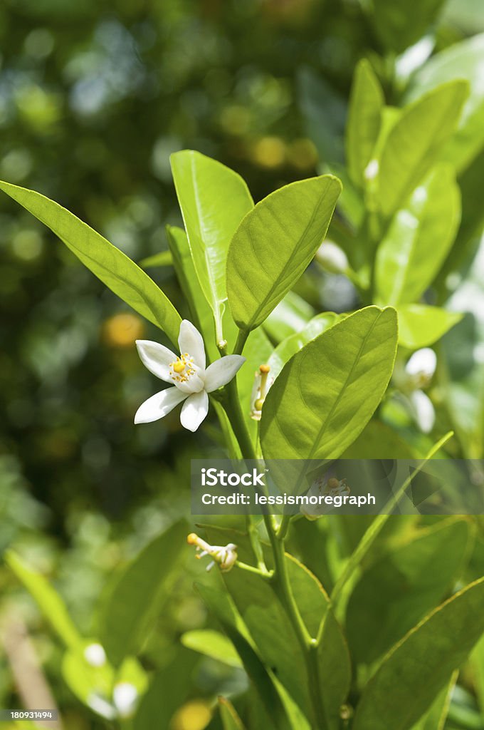 Tangerine flower blooming Tangerine Flower at the cultivation center Agriculture Stock Photo