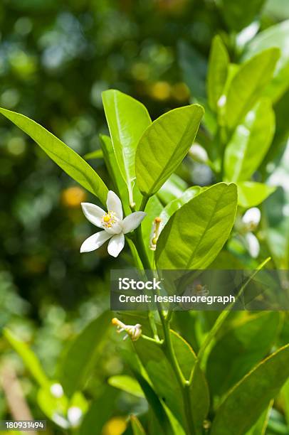 Tangerine Flower Blooming Stock Photo - Download Image Now - Agriculture, Beauty In Nature, Citrus Fruit