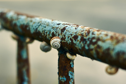 An old fence made of metal pipes was once painted, but now the paint has peeled off in places and rust is corroding the metal, small snails are stuck to the surface of the fence