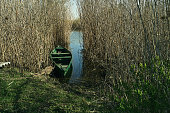 A wooden fishing boat is moored to the river bank, densely overgrown with reeds