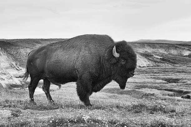 Bison in Yellowstone National Park