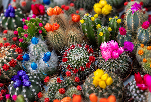 This is a photograph of a blooming cactus in Organ Pipe Cactus National Monument in Arizona, USA on a spring day.