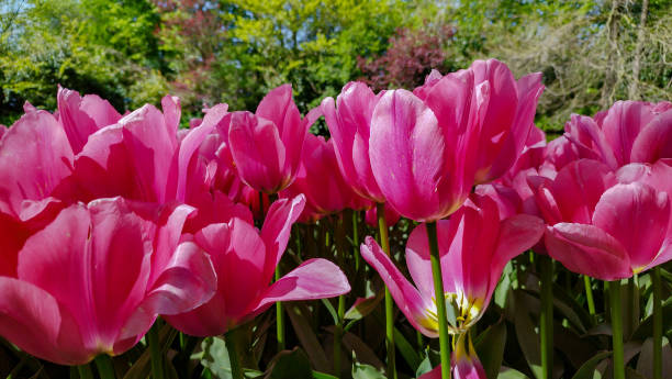 istock Red Tulips In The Dutch Park 1809324613