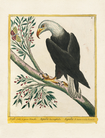 Vintage bird illustration. 18th century bird art. The Eagle . Ca. 1780