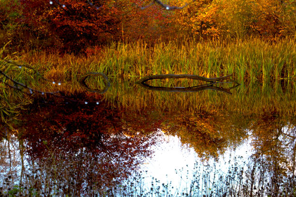 Branch snakes into the water  as a reel snake