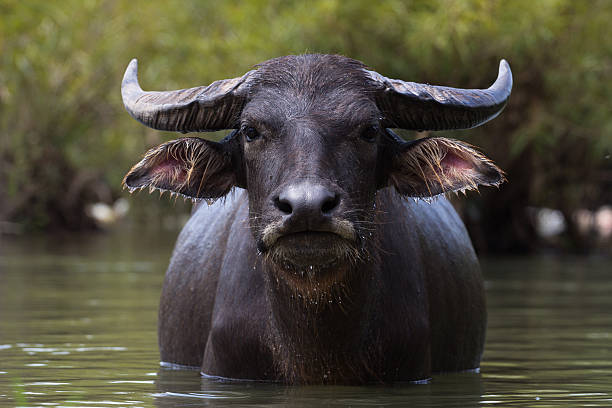 portrait de l'eau à buffalo - siphandon photos et images de collection