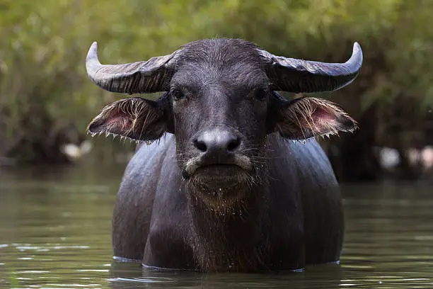 Photo of Water Buffalo Portrait